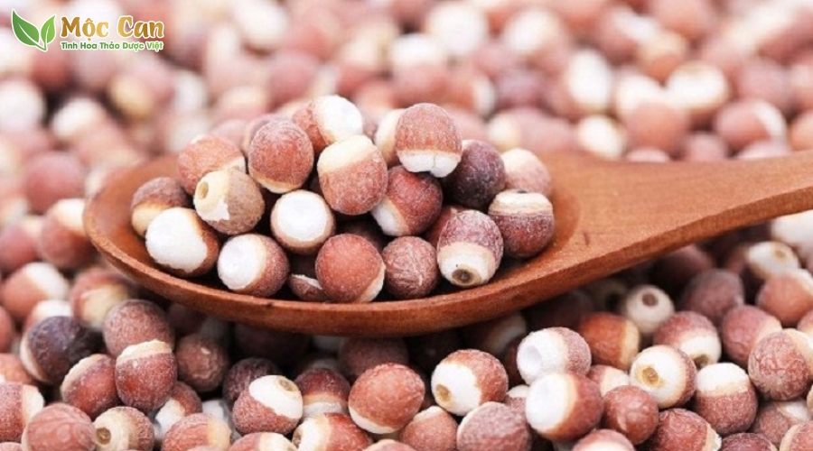 HẠT KHIẾM THỰC: BỔ THẬN TỐT NGANG NHÂN SÂM, ĐƯỢC VÍ LÀ THỨC ĂN TRẺ MÃI KHÔNG GIÀ, KÉO DÀI TUỔI THỌ 1